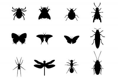 12 Insects Vector Silhouettes Preview
