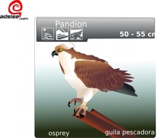 Aguila Pescadora clip art Preview