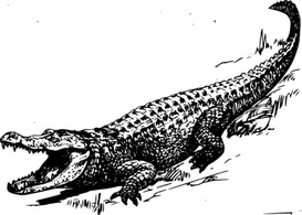 Alligator clip art Preview
