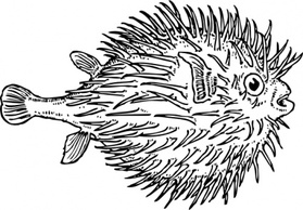 Animals Black Outline White Fish Animal Sea Blowfish