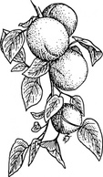 Nature - Apricot clip art 