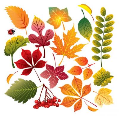 Autumn Vector Leaves Preview