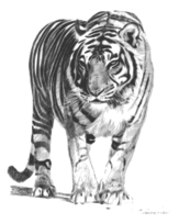 Bengal Tiger Preview