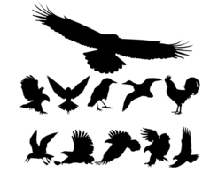 Animals - Birds Silhouettes 