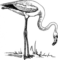 Black Outline White Birds Bird Flamingo Animal