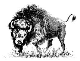 Animals - Buffalo 