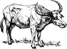 Animals - Buffalo clip art 