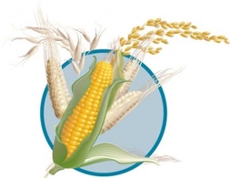 Corn wheat ear Preview