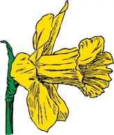 Daffodil clip art Preview