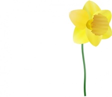 Daffodil clip art Preview