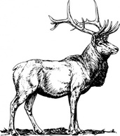 Animals - Elk clip art 
