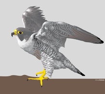 Animals - Falcon 