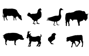 Animals - Farm animals Vector graphics 