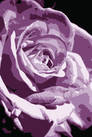 Flower Vector - Rose