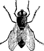 Animals - Fly Bug Insect clip art 