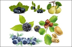 Fruits, blueberries, pears, pistachios, chestnuts vector Preview