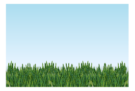 Grass - Meadow