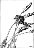 Objects - Harvest Mouse clip art 