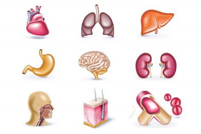 Human Organs Vector Icons