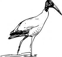 Ibis Bird Walking In Lake clip art Preview