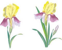 Iris Flower 1