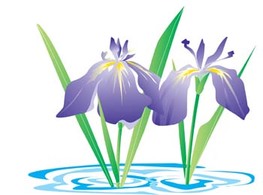 Iris Flower 3