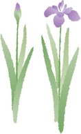 Iris Flower 4