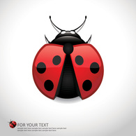 Ladybug or Ladybird Preview