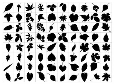 Silhouette - Leaf silhouettes 