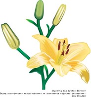 Lili Flower vector 1