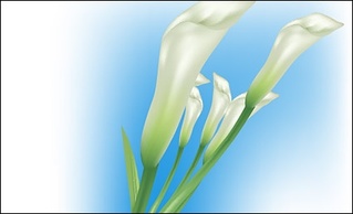 Lilies Vector Preview