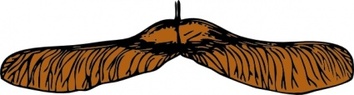 Maple Seed clip art Preview
