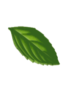 Mint Leaf( traced)