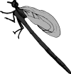 Mosquito Free Vector Image Preview