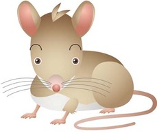 Mouse Vector 24