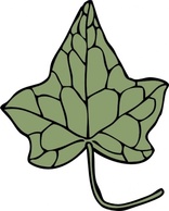 Flowers & Trees - Oak Ivy Leaf clip art 