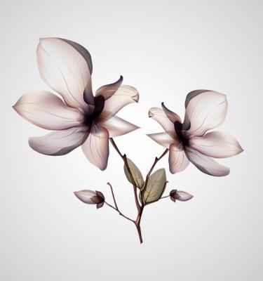 Orchid Flower Vector Preview
