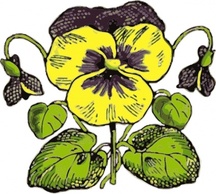 Pansy clip art Preview