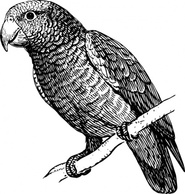 Parrot clip art Preview