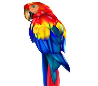 Animals - Parrot Vector 