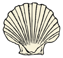 Scallop Shell Preview