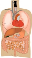 Business - Science Diagram Female Human Cartoon Diagrams Body Medicine Artfavor Medical Organs Internal Location Anatomy Organ ... 