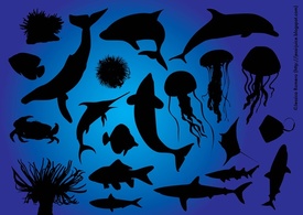 Animals - Sea Life 