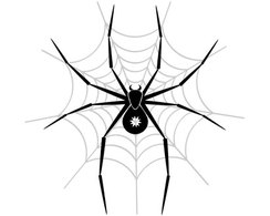 Animals - Spider Vector Image 