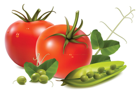 Stock tomatoes nuts garlic vegetables .vector