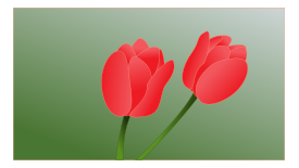 Nature - Tulip 
