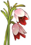Flowers & Trees - Tulip Flower 24 