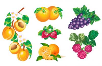 Vector fruits Preview