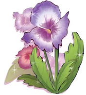 Violet a spring Flower 5