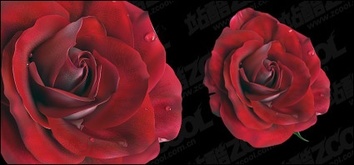Flowers & Trees - Vivid red roses 